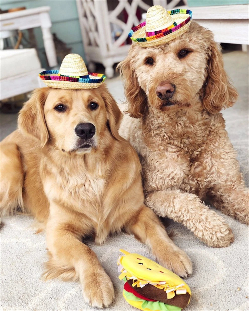 Fiesta Dog Sombrero 🌮 | Funny Pet Party Hat