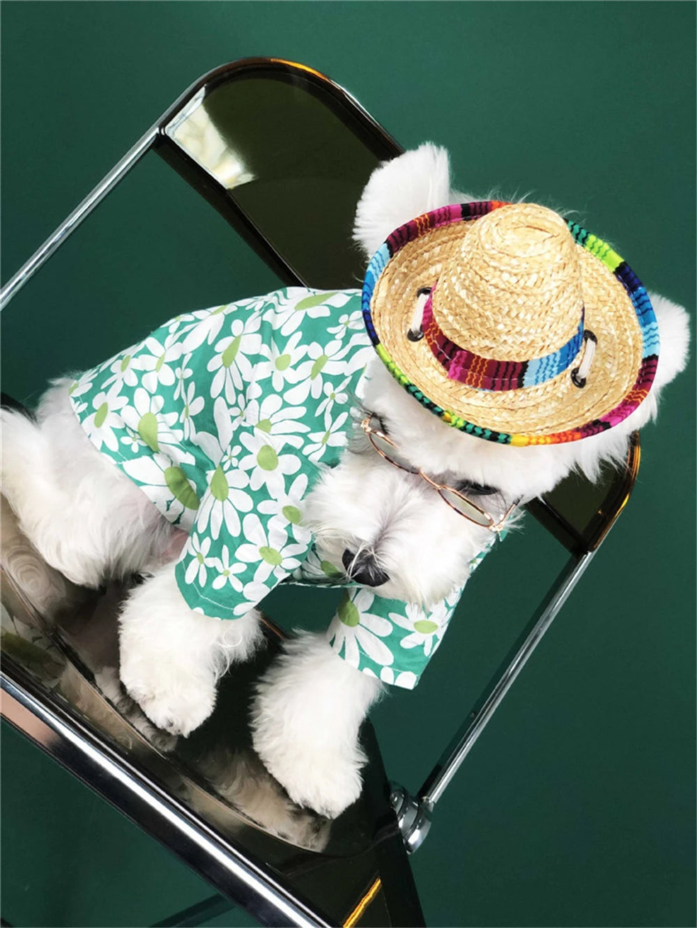 Fiesta Dog Sombrero 🌮 | Funny Pet Party Hat