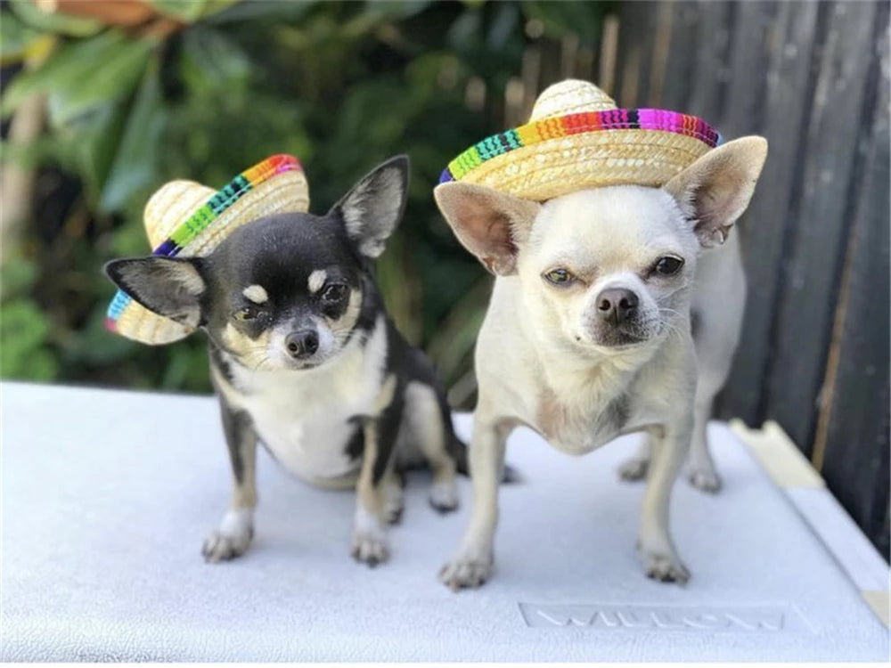 Fiesta Dog Sombrero 🌮 | Funny Pet Party Hat