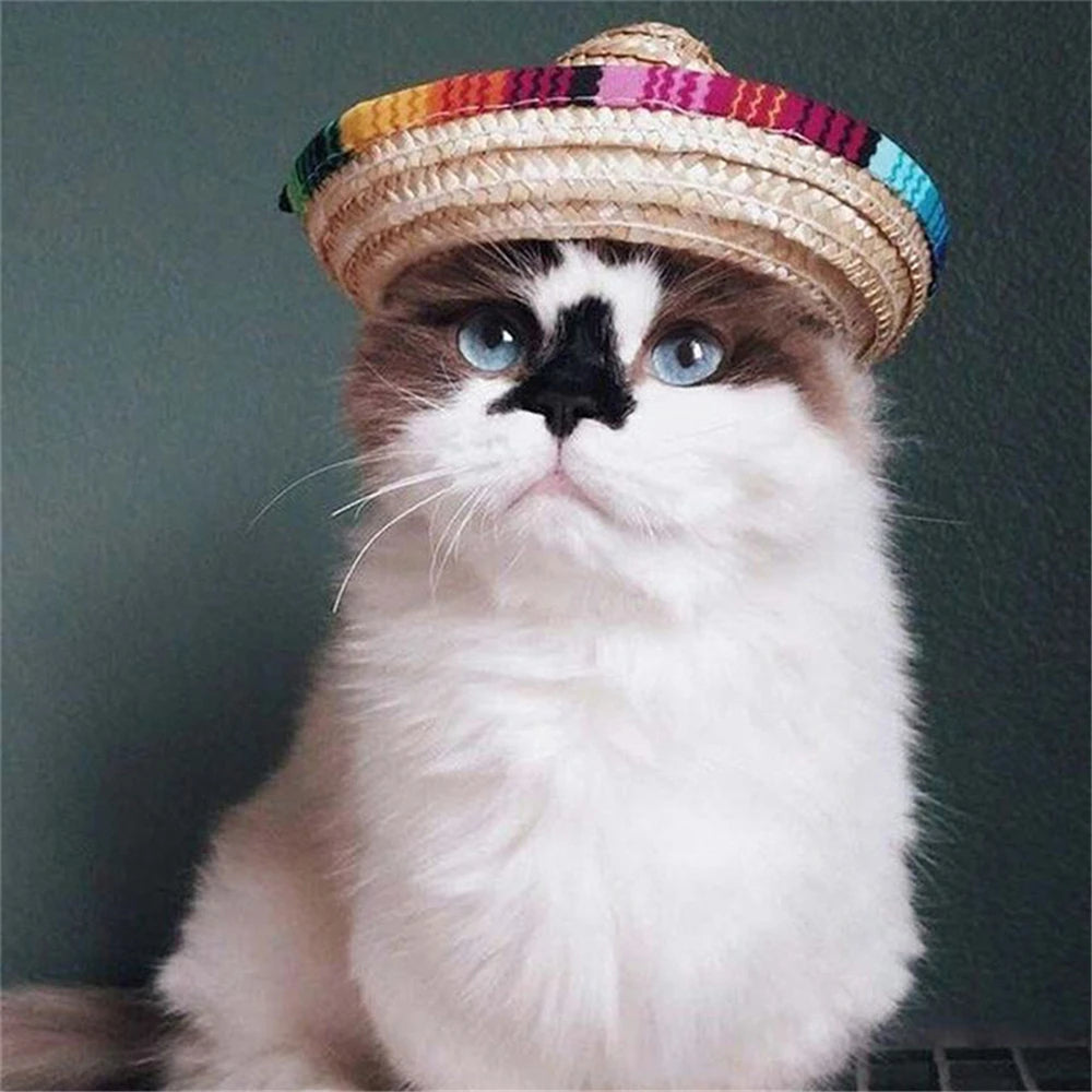 Fiesta Dog Sombrero 🌮 | Funny Pet Party Hat