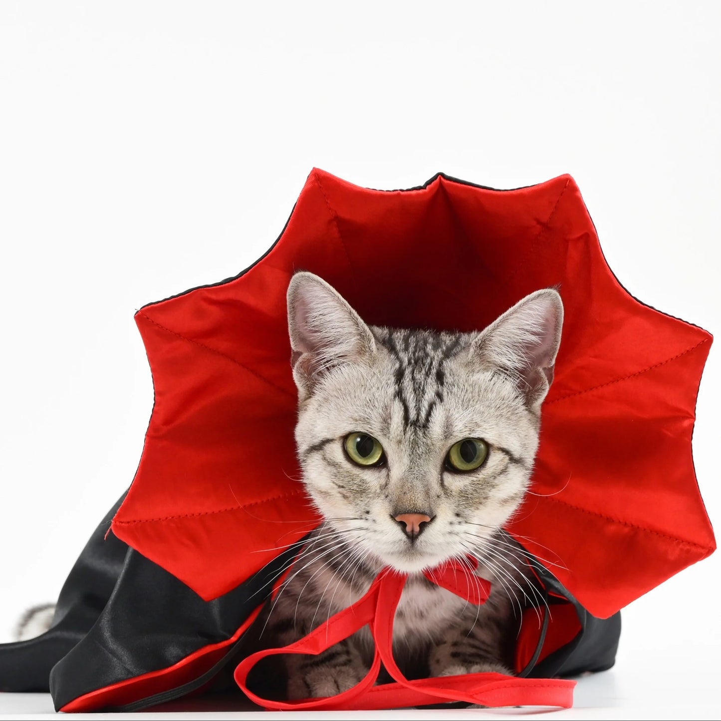 Vampire Dog Cape