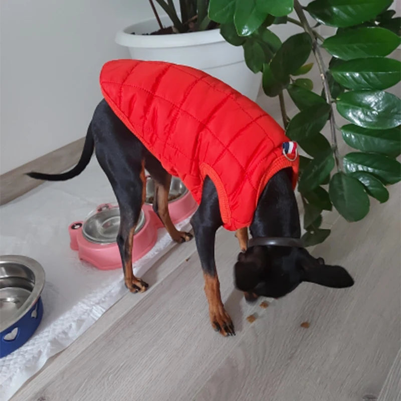 Warm Cotton Dog Jacket