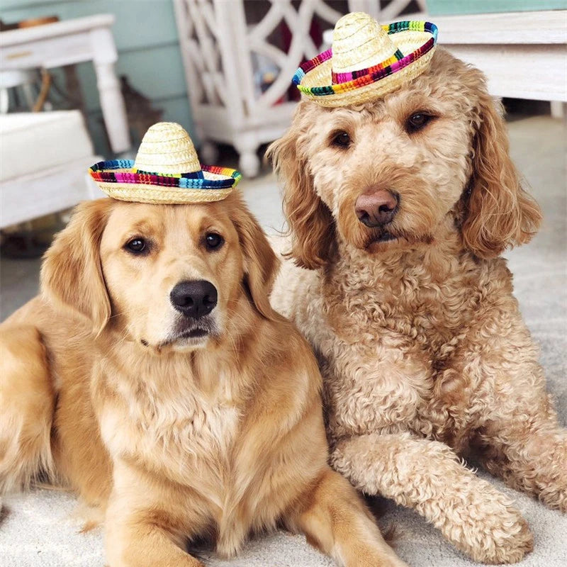 Fiesta Dog Sombrero 🌮 | Funny Pet Party Hat
