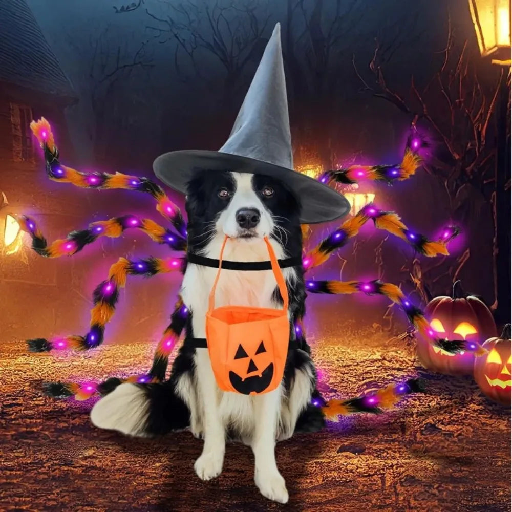 LED Spider Dog Costume