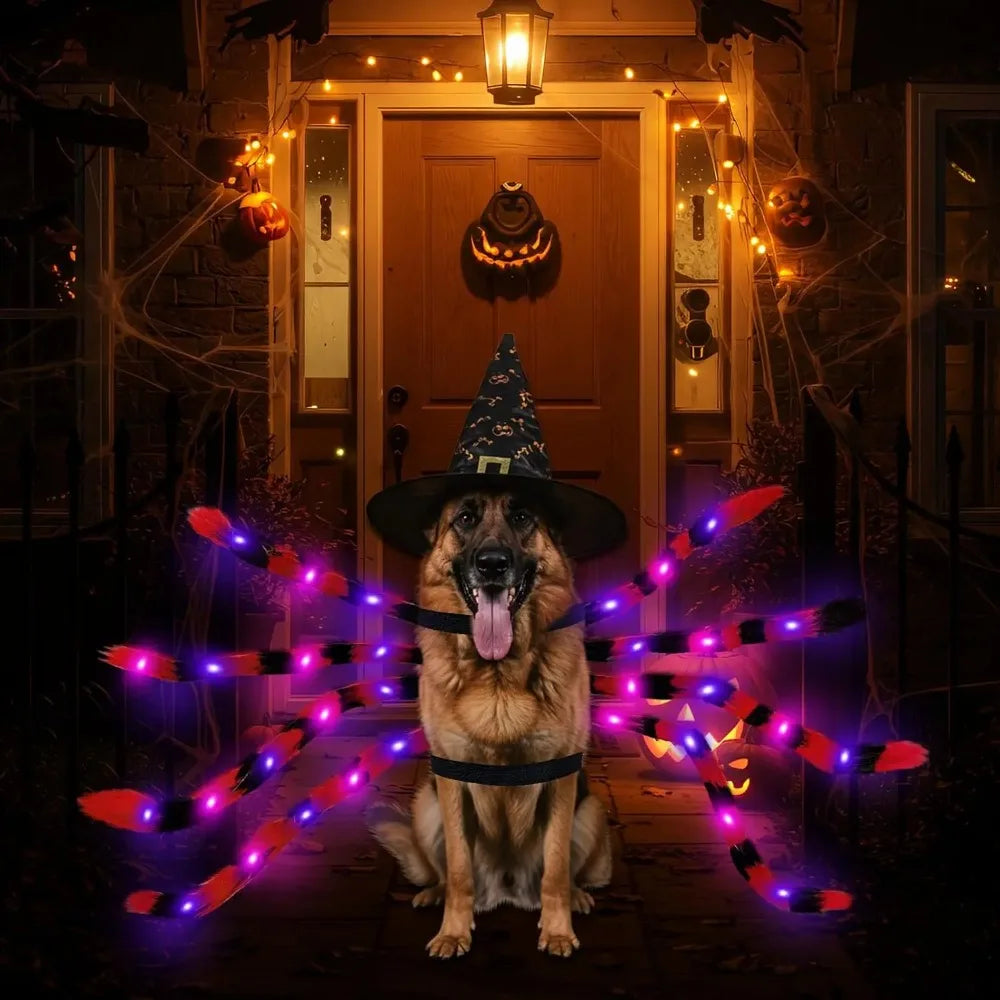 LED Spider Dog Costume